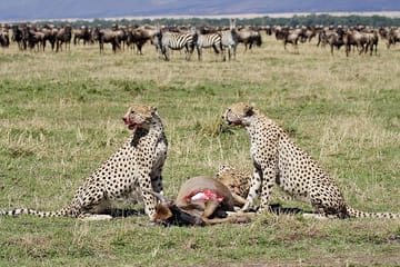 3 Days & 2 Nights Safari – Maasai Mara National Reserve Safari