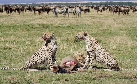 3 Days & 2 Nights Safari – Maasai Mara National Reserve Safari
