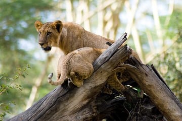 12 Day and 11 Nights Best Kenya Safari