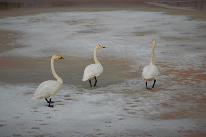Bird Watching, Nature and Wildlife	 10