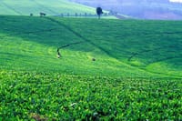 Kiambethu tea farm