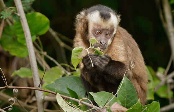 Pmal-01 : Sandoval’s Secrets- 2 Days in the Tambopata Jungle