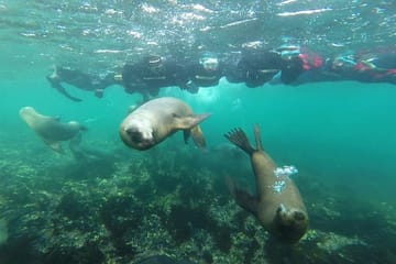 Snorkeling Adventure with Sea Lions in Puerto Madryn