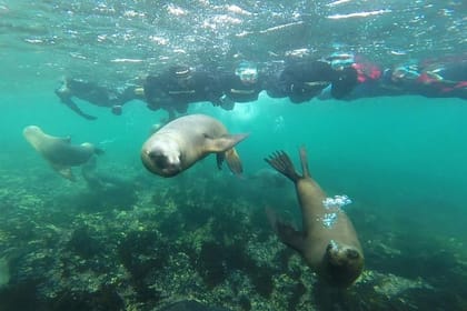 Snorkeling with Sea Lions in Puerto Madryn