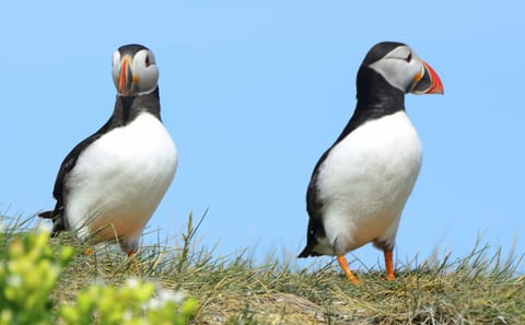 Puffin Watching Boat Tour from Reykjavík, Iceland