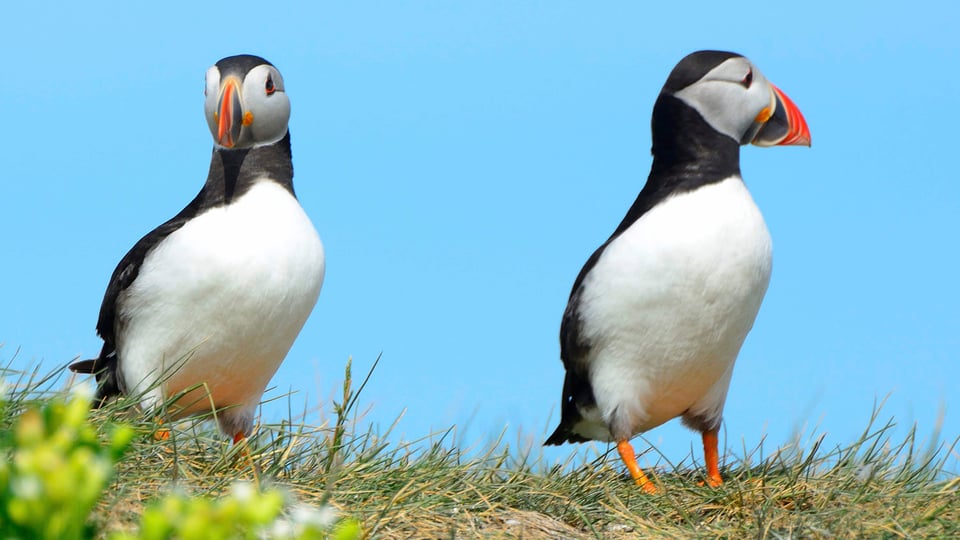 Reykjavík with kids: tours that actually work