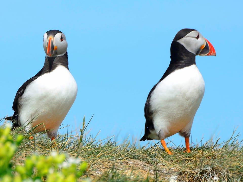 Puffin Express: 1-Hour Close Encounter with Adorable Birds — Reykjavik Sailors