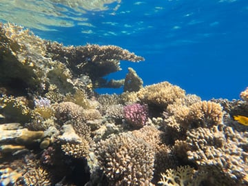 Pristine coral reef formations waiting to be discovered on your VIP boat trip.