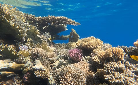 Ras Mohamed and White Island Snorkeling and Diving Tour