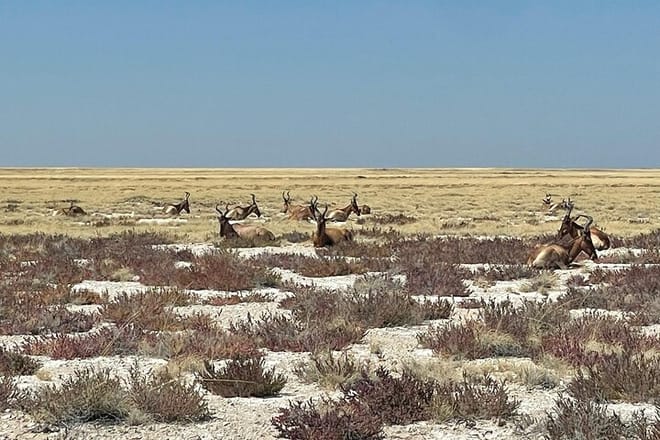 3 Days Etosha National Park Safaris 10