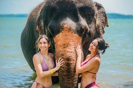 Phuket: Beach Walk with Elephants, Rain & Care