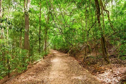 Private Bird watching and Nature trekking in Udawatta Kele Sanctuary