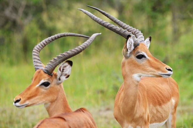 7-Day Lake Mburo Wildlife Experience photo 2