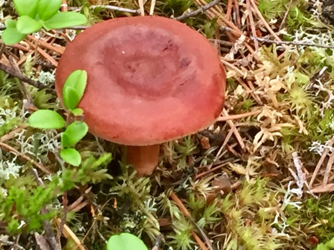Goods of the Forest – Picking Trip of the Season’s Berries or Mushrooms, 3 Hours photo 5