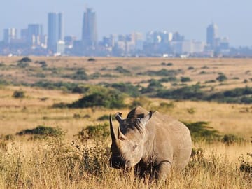 Nairobi National Park day tour