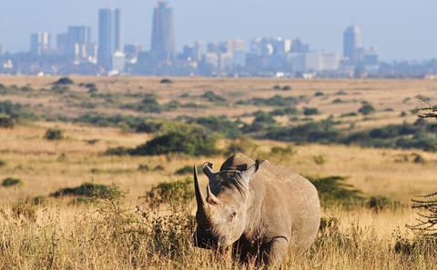 Nairobi National Park day tour