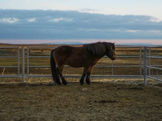 Vast Icelandic wilderness with mountains and a horse in view