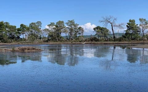Karavasta Lagoon Boat Trip and Nature Tour from Tirana