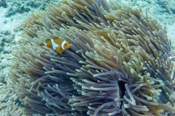 Snorkeling and Canyoning Adventure in Padangbai, Bali