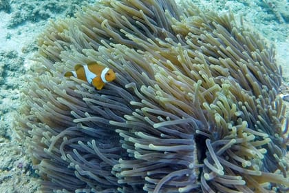 Snorkeling and Canyoning Adventure in Padangbai, Bali