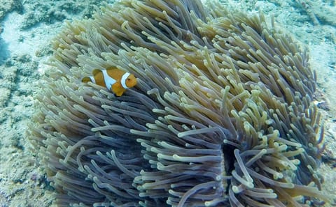 Snorkeling and Canyoning Adventure in Padangbai, Bali