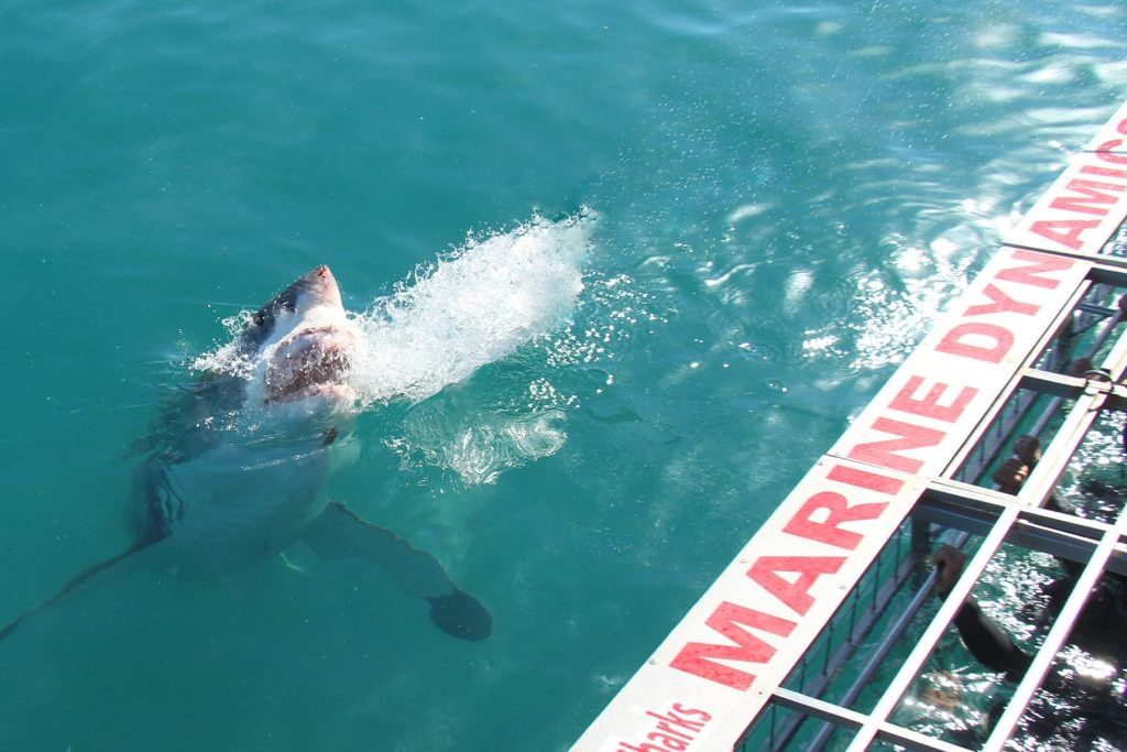 Witness the awe-inspiring sight of a great white shark in action.