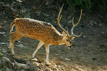 Private Day Trip to Sariska National Park (Tiger Safari) From Jaipur