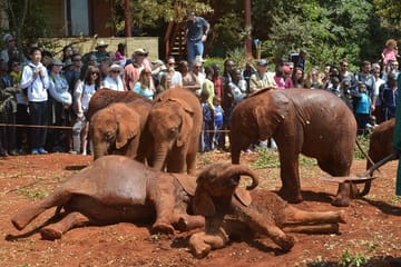 Nairobi Full Day Tour: Giraffe Centre and Wildlife Trust