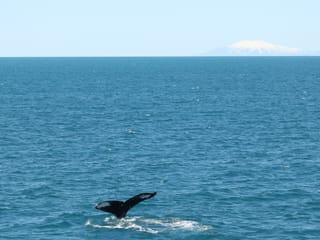 Whale swimming near the surface in the waters of Reykjavík Bay