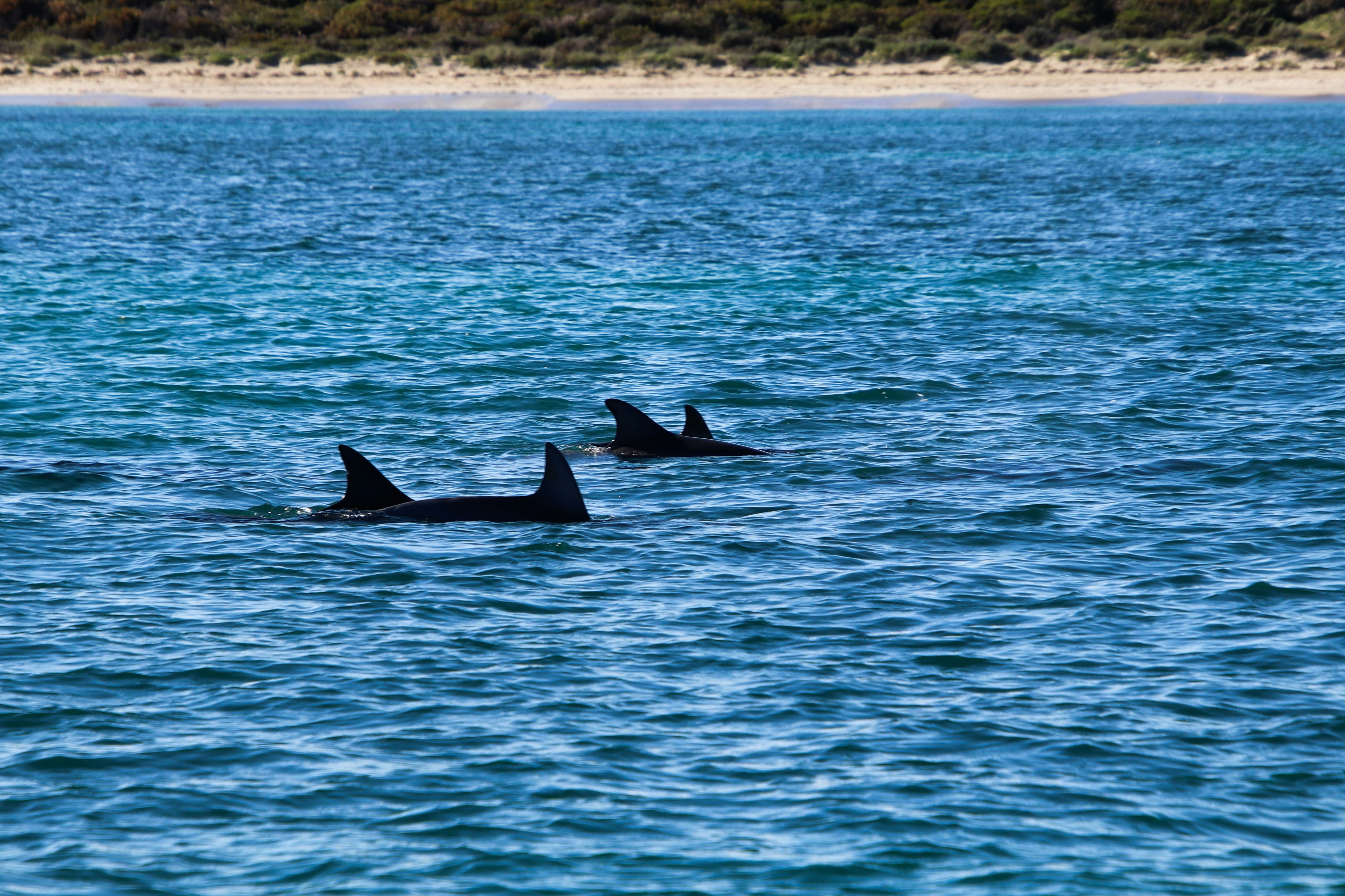 Dolphins swimming in the open ocean during sunset, with the golden reflection of the sun illuminating their bodies as they plow through the water.