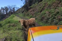 Jeep Adventure to Volcanic Pools & UNESCO Forest Treasures 8