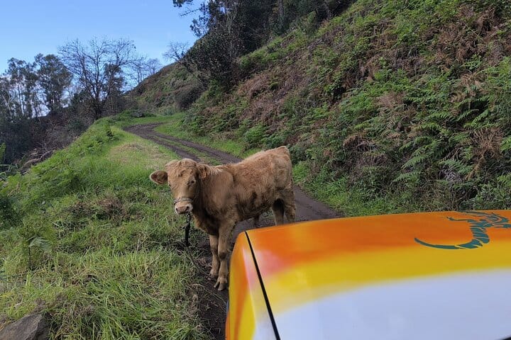 Jeep Adventure to Volcanic Pools & UNESCO Forest Treasures 8