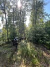 Walk through the Carpathian forest with your guide on the way to the observation point.