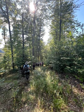 Bear Watching Experience in the Wild - 5 Hour Tour from Brasov