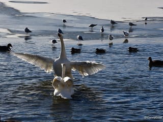 Reykjavik History and Sightseeing Walking Tour, photo 10