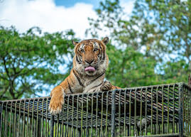 اقضوا لحظة مذهلة بمشاهدة النمر الآسيوي، أحد أكثر الحيوانات روعة في سفاري أفاموسا.