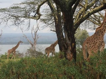 Lake Naivasha and Hell's Gate Adventure Day Tour
