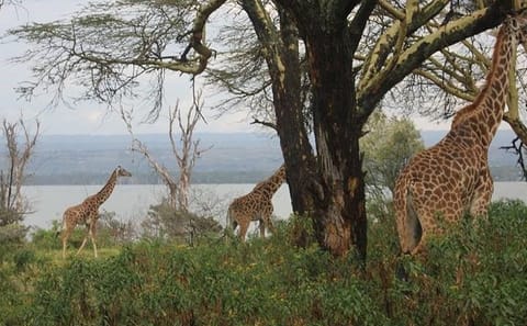 Lake Naivasha and Hell's Gate Adventure Day Tour