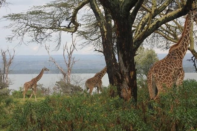 1-Day Lake Naivasha & Hell's Gate Safari photo 3