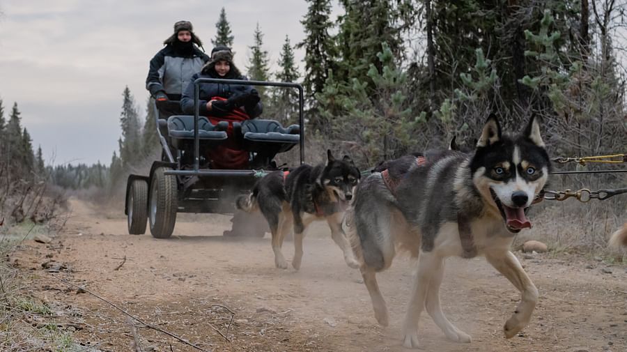 Autumn Husky ride, Husky safari, tour, Siberian Husky,  Pure Lapland, Rovaniemi Lapland