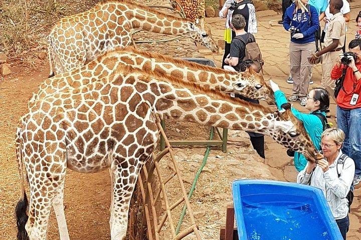 Giraffe Centre