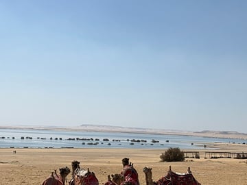 Experience camel riding along the serene shores of Lake Qarun in Al Fayoum, Egypt.