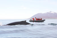 Express Whale Watching 1
