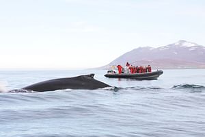 Express Whales, Eyjafjord & Akureyri