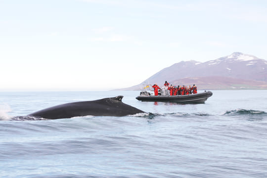 Express Whale Watching