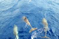 Luxury Opera 60 Whale & Dolphin Watching Experience  5