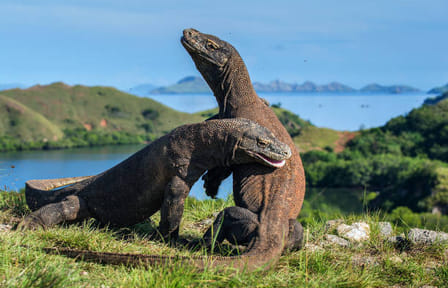 Full Day Adventure Tour in Komodo National Park