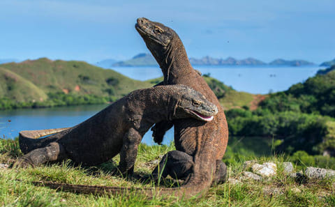 Full Day Adventure Tour in Komodo National Park