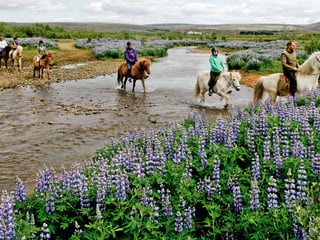 Silfra Snorkeling - with underwater photos & Horseback riding, photo 18