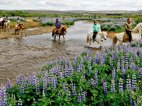 Silfra Snorkeling - with underwater photos & Horseback riding, photo 18